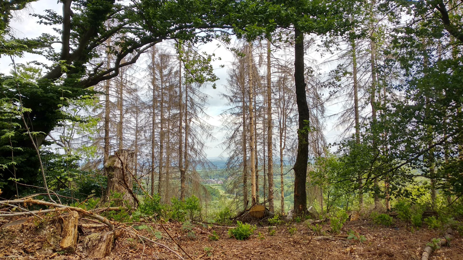 Bielefeld: Der Teutoburger Wald stirbt