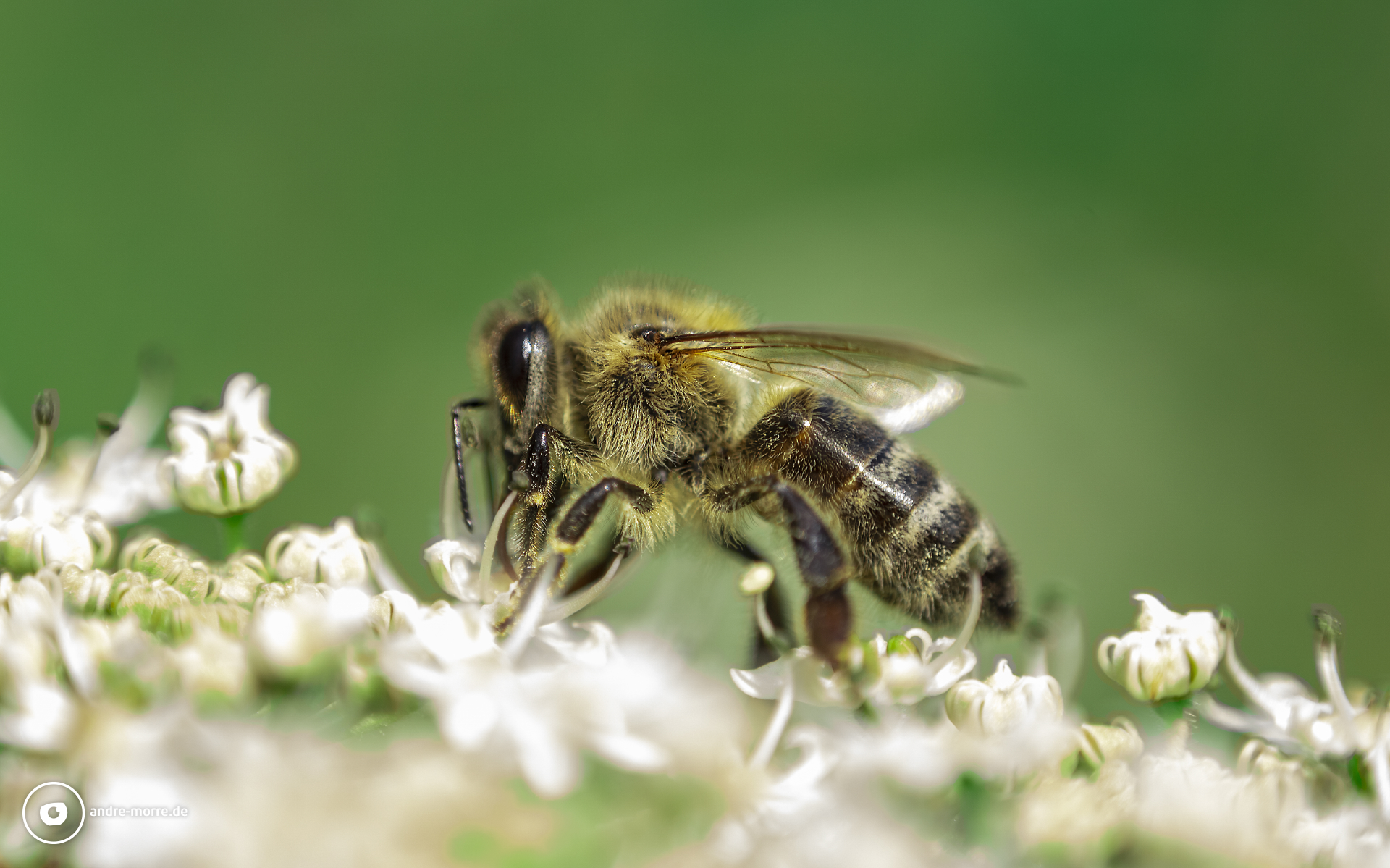 Honigbiene im Teutoburger Wald. Makrofotografie mit dem Retroadapter