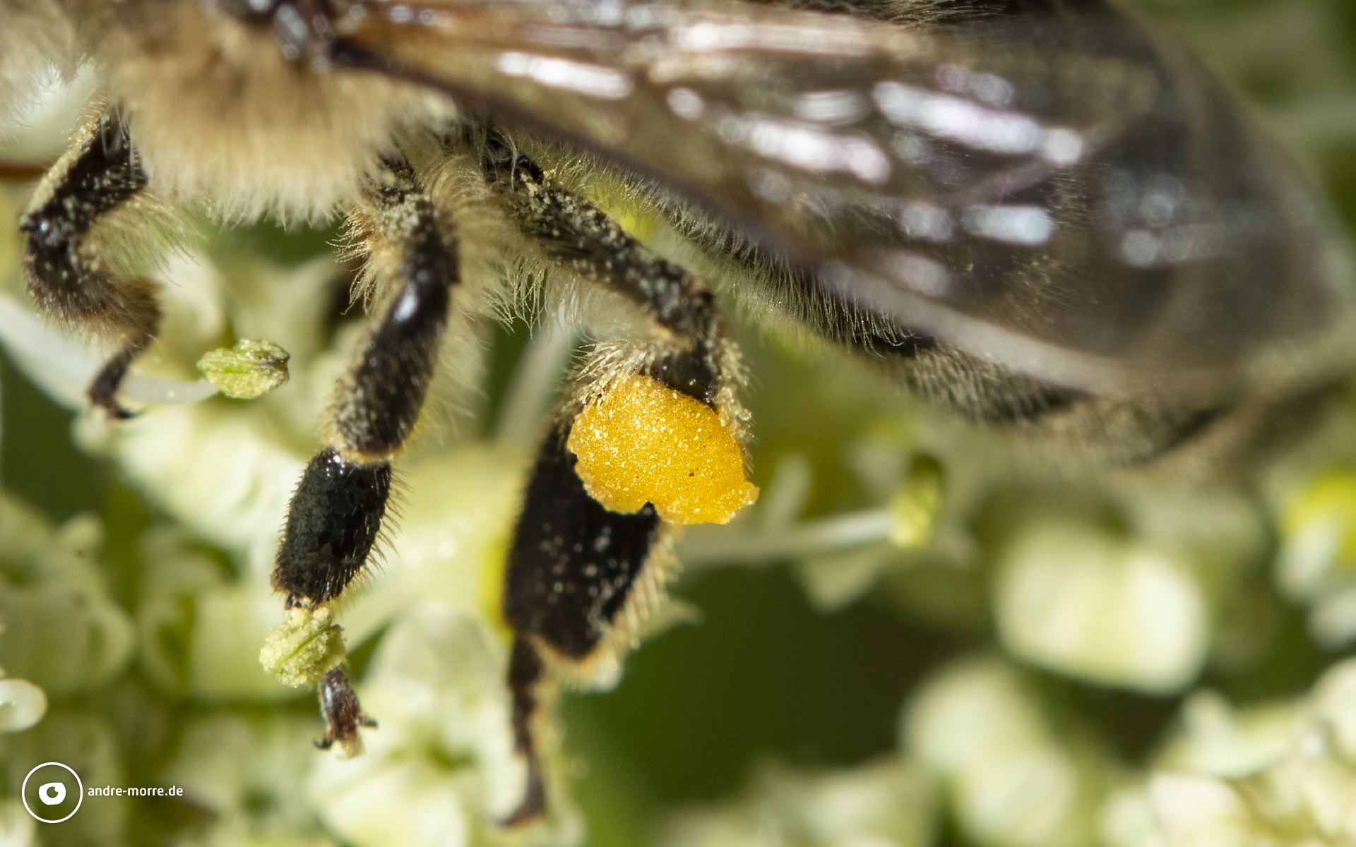 Honigbiene im Teutoburger Wald. Makrofotografie mit dem Retroadapter
