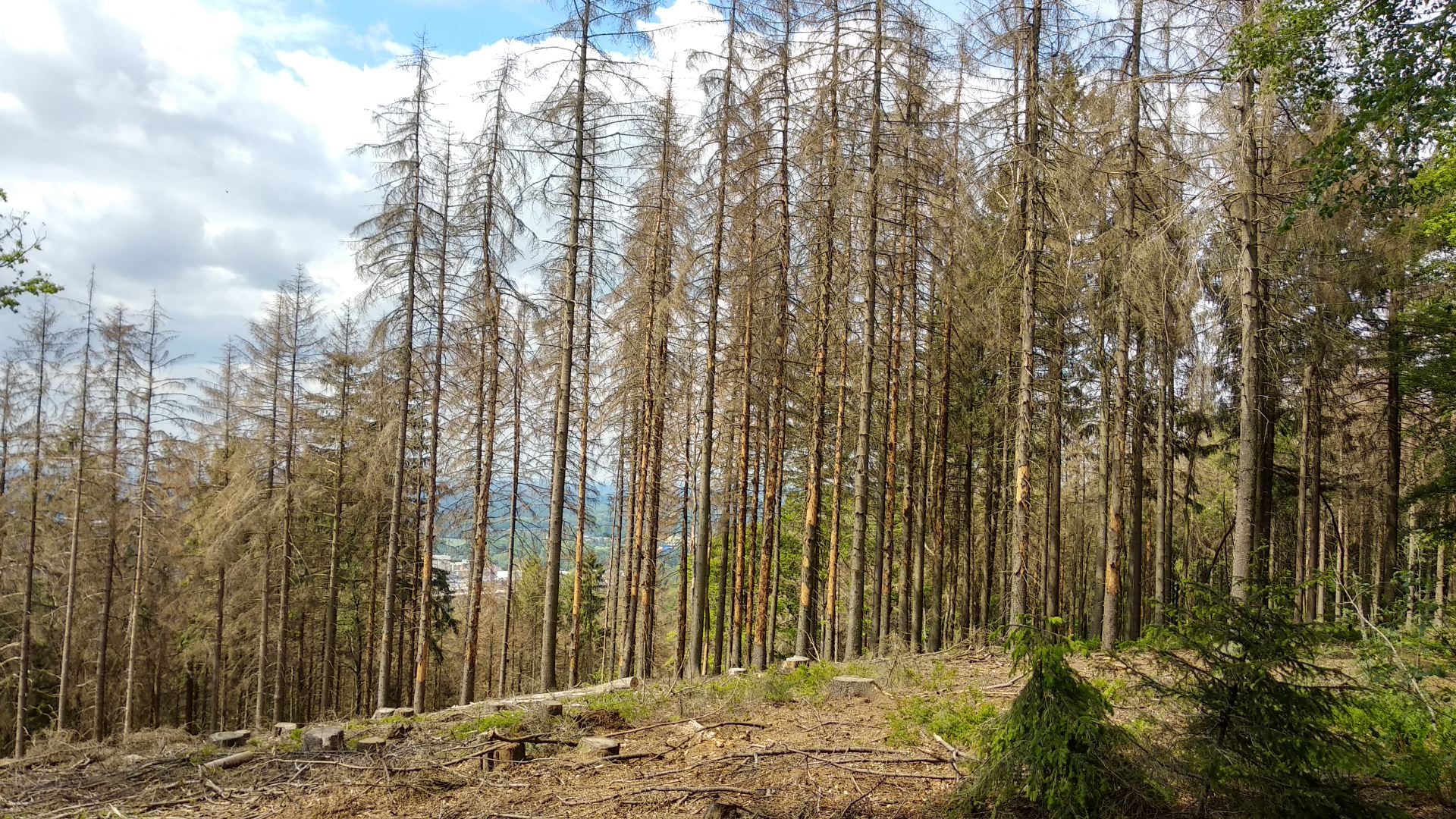 Bielefeld: Der Teutoburger Wald stirbt