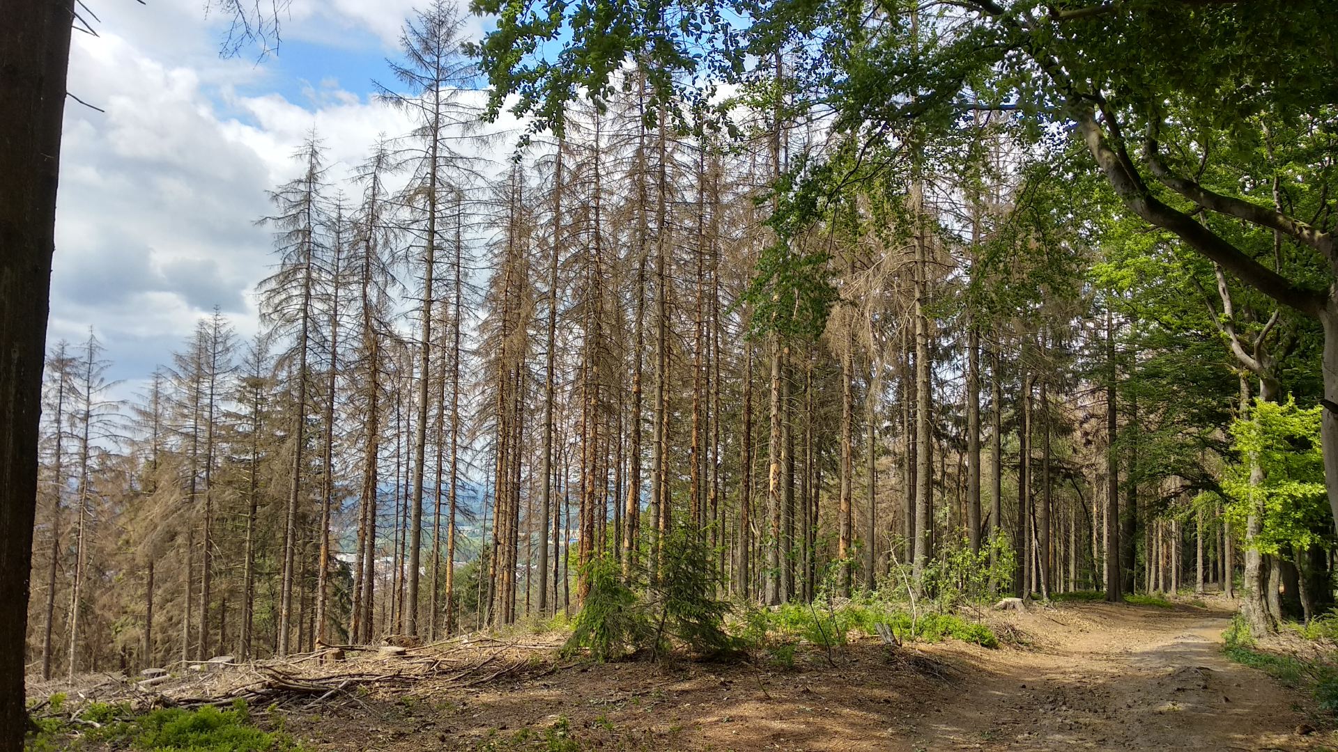 Bielefeld: Der Teutoburger Wald stirbt
