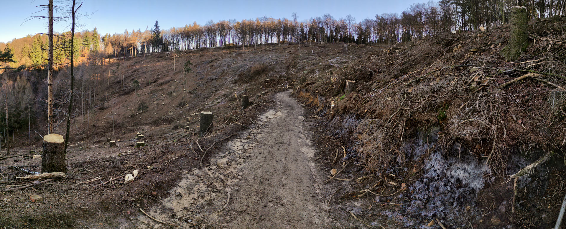 Panorama Teutoburger Wald abgeholzt