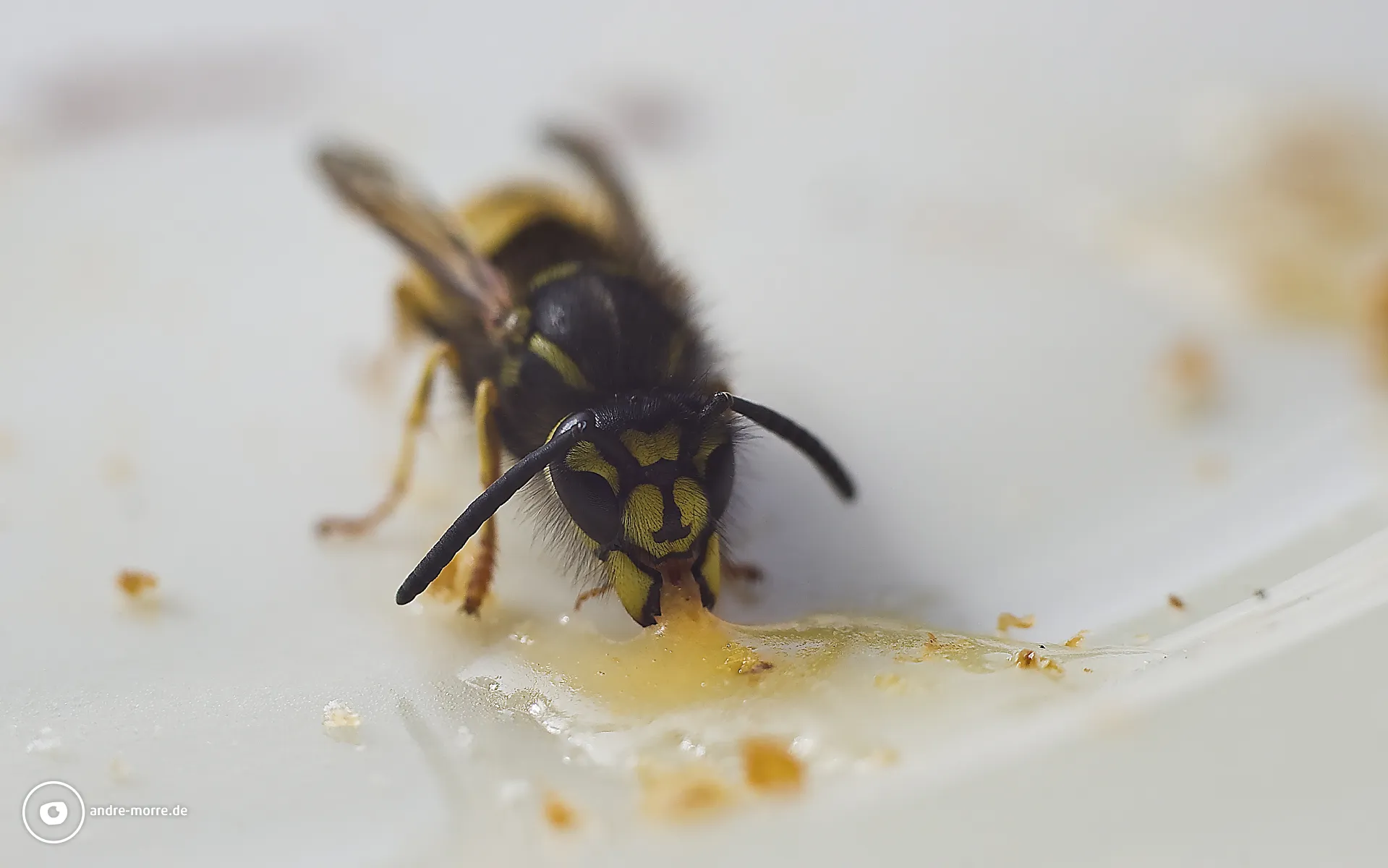 Wespe frisst Honig auf Frühstücksteller