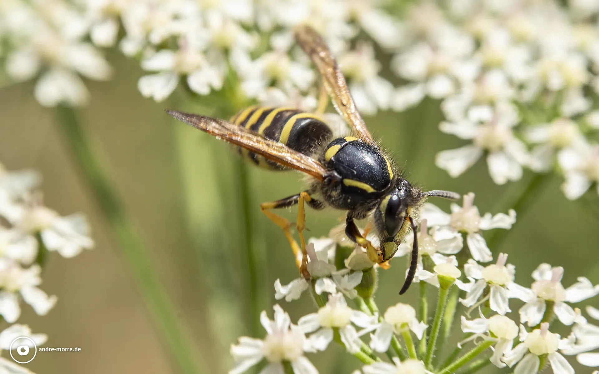 Wespe auf Blüte