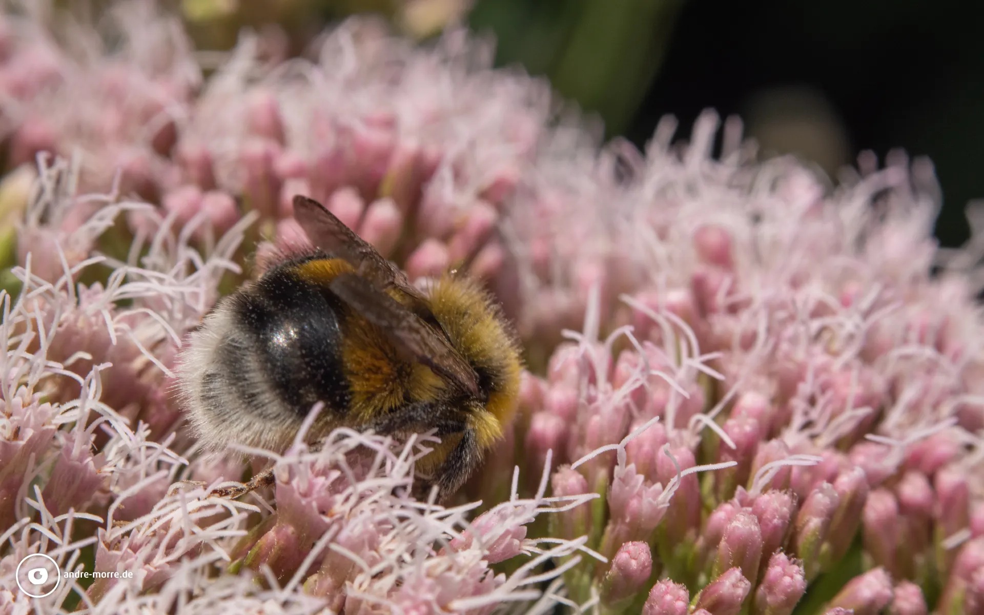 Hummel in der Blüte