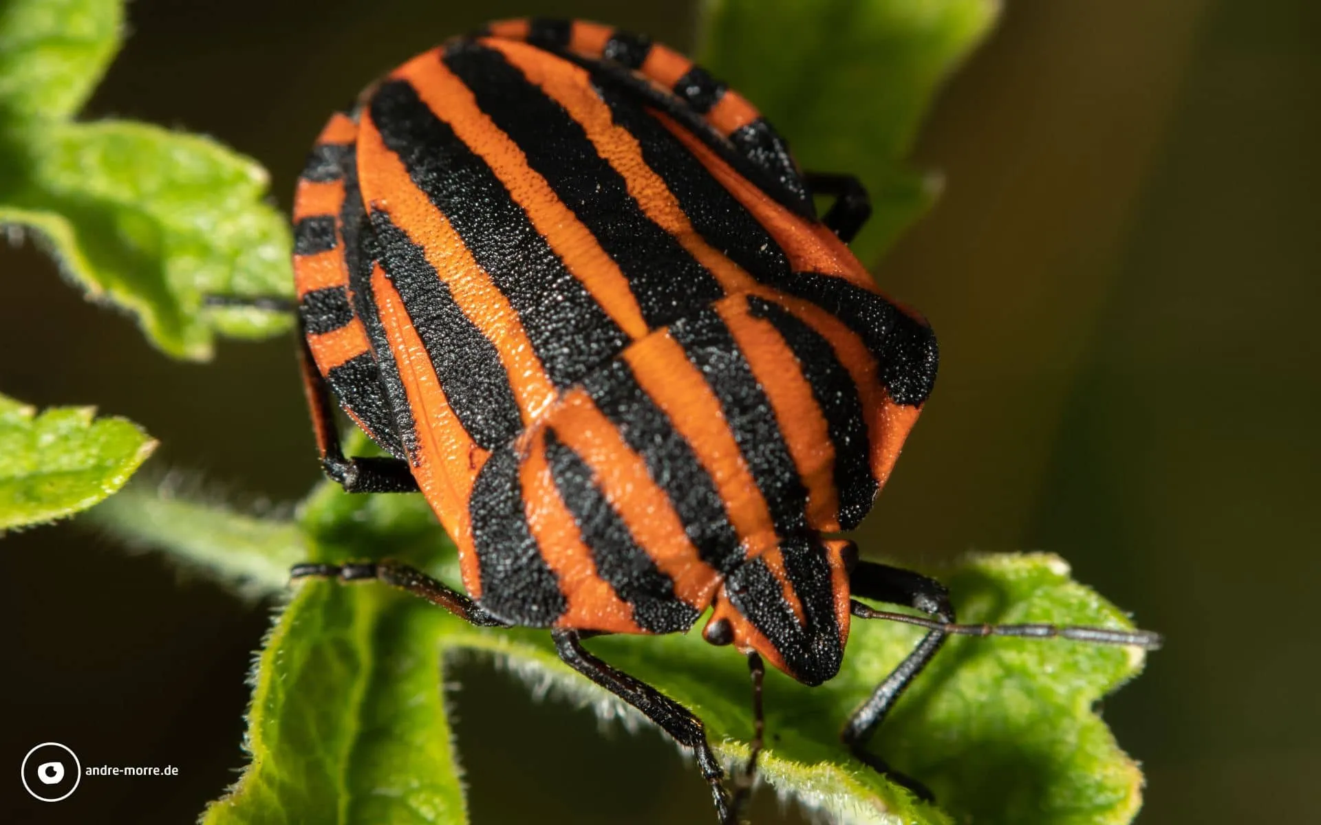 Die Streifenwanze (Graphosoma lineatum) - breite Schultern in coolen Streifen.