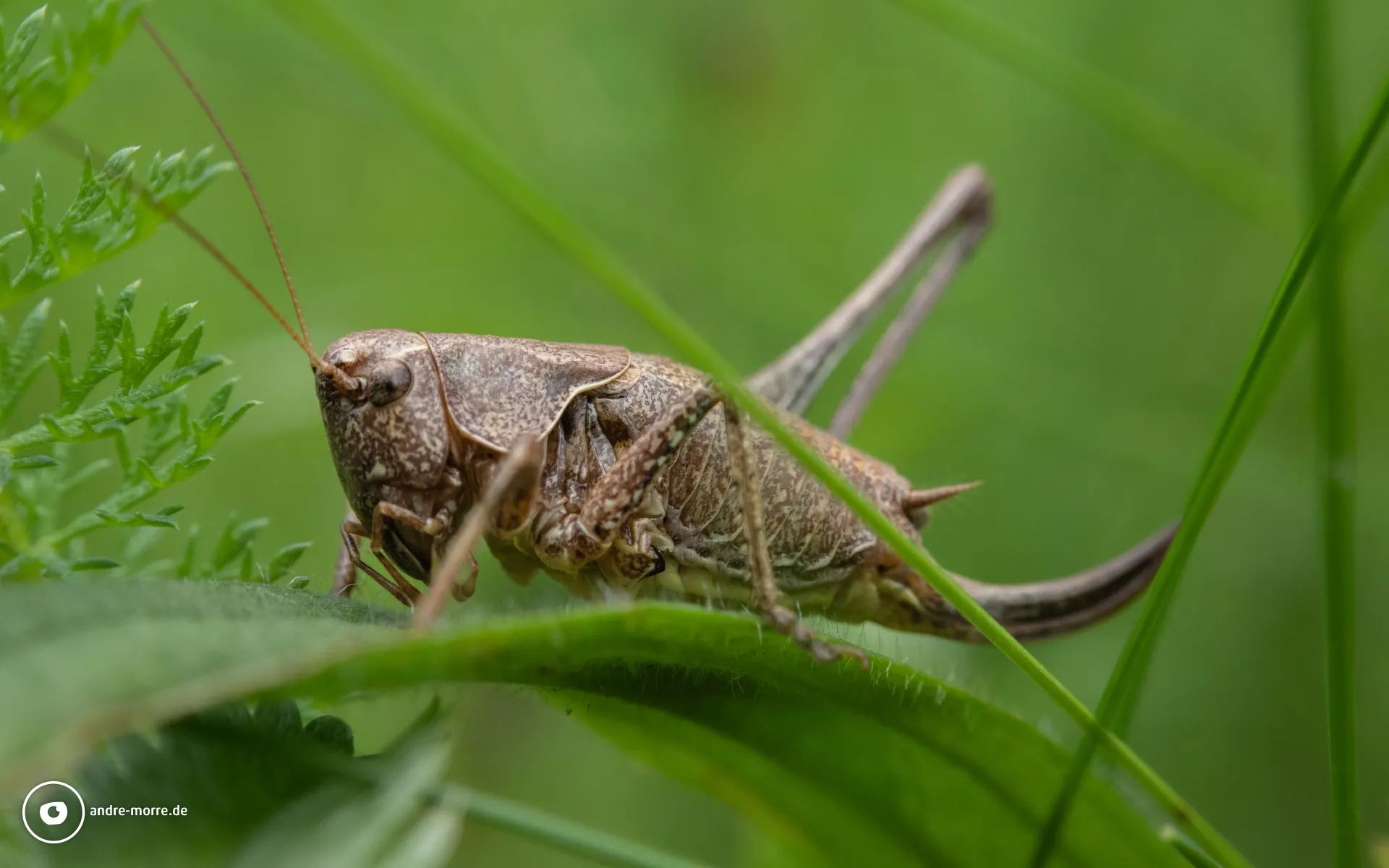 Gewöhnliche Strauchschrecke